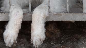 A dogs paws dangle out of a cage