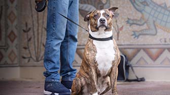 A dog sits nicely whilst on a lead with their human behind them