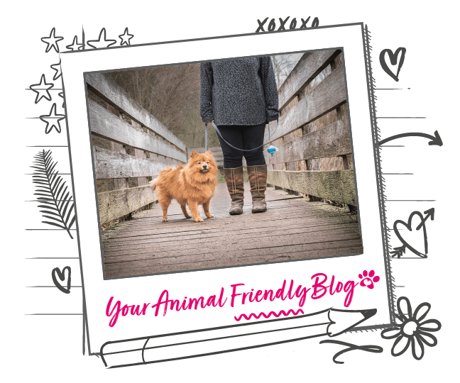 How to help a constipated dog Animal Friends Pet Insurance Animal