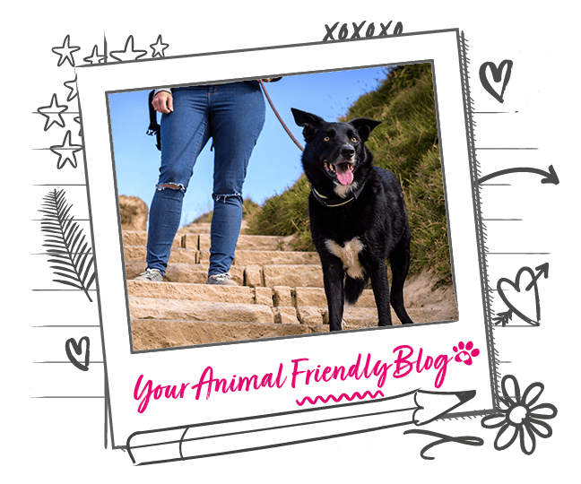 Protect your dog’s paws this summer Animal Friends