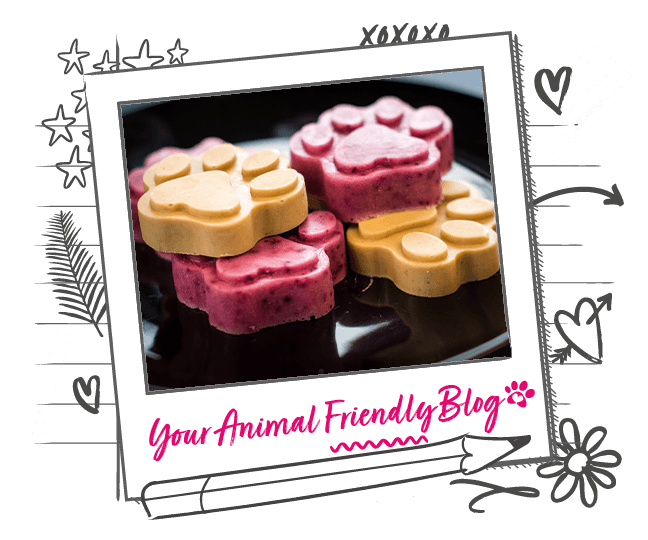 Make your Own Frozen Dog Treats Animal Friends