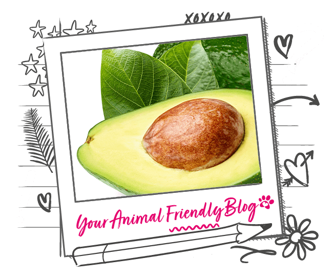 Top 10 most poisonous foods for dogs Animal Friends