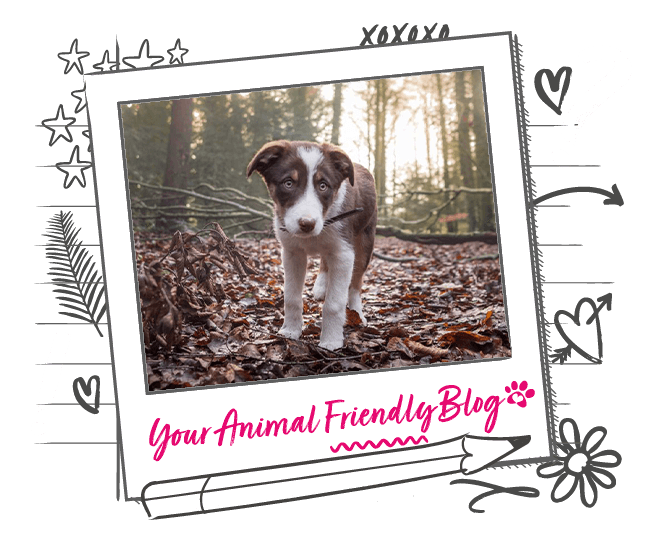 How to stop separation anxiety in dogs Animal Friends