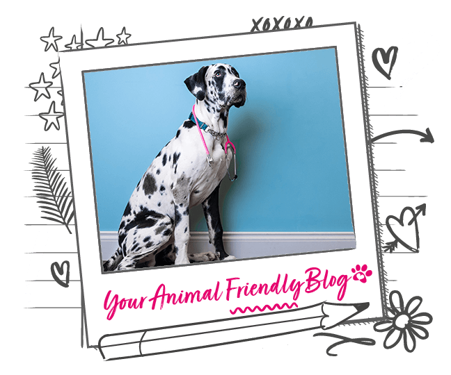 Preexisting conditions and how it works Animal Friends