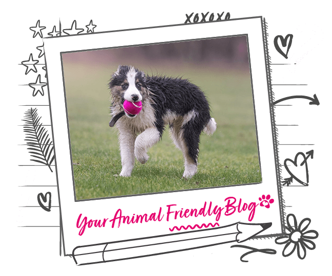 Curated visual reference: 5 Dog Choking Hazards Photo Inspiration