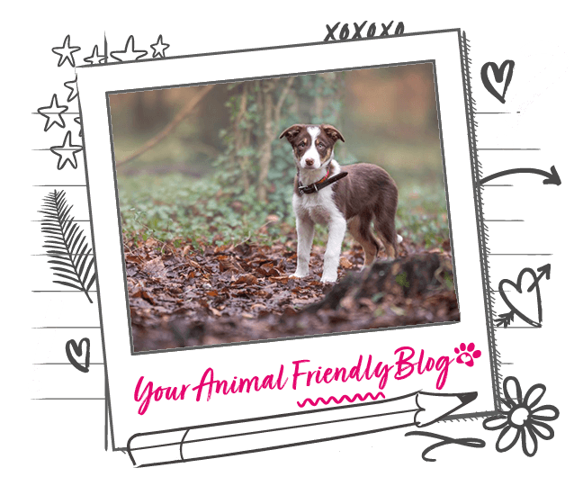 Best worming solutions for pets Animal Friends