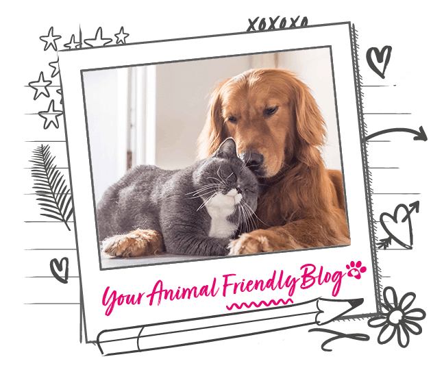 CatFriendly Dog Breeds Animal Friends