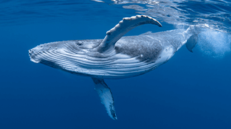 Humpback Whale