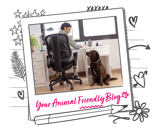 How to balance your pet with your lifestyle Animal Friends