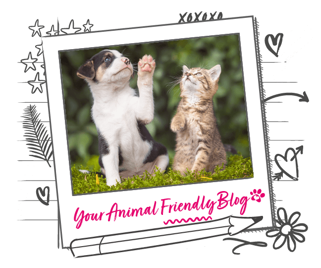 What to Expect when You Get a New Kitten Animal Friends