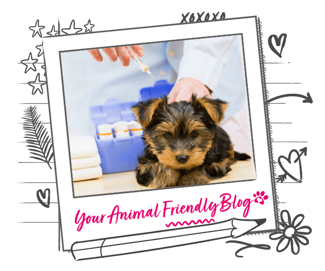 Getting your Puppy Vaccinated Animal Friends