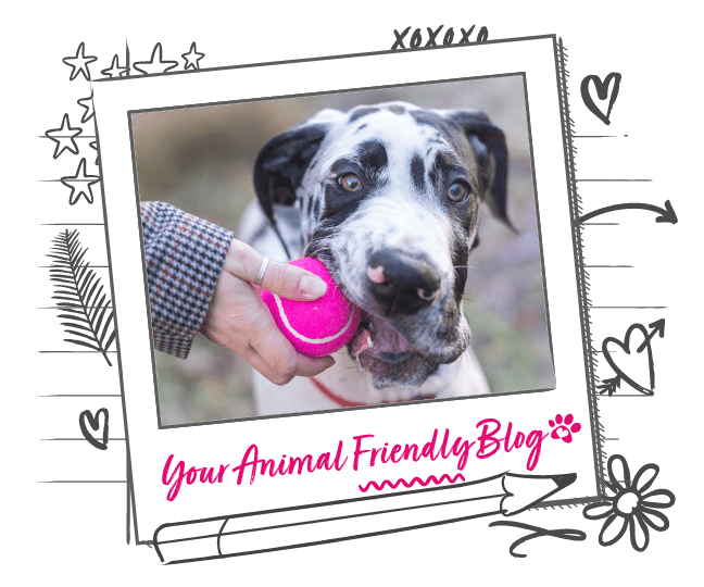 The perils of potty training your puppy Animal Friends