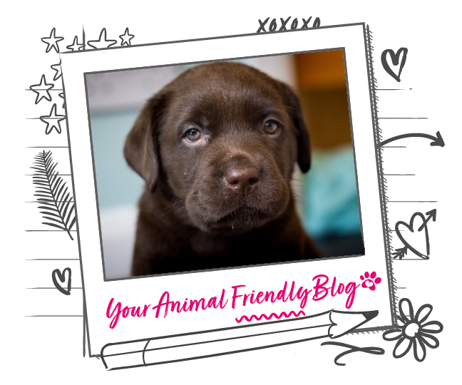 2018 Rules on Dog Breeding Animal Friends
