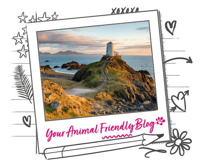 Top 10 Dog Walks in the UK Animal Friends