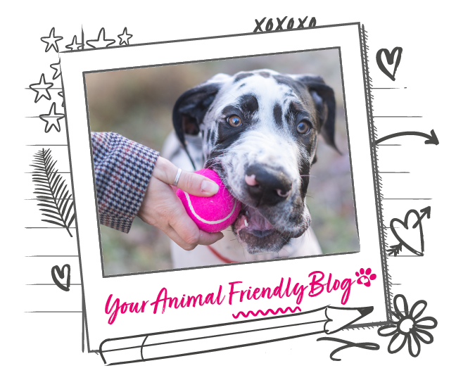 Top 10 Pet Names of 2018 Animal Friends