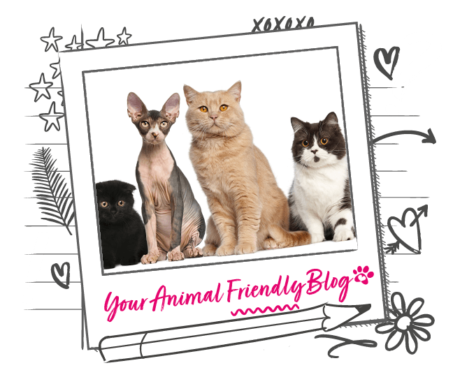 Most Popular Cat Breeds in the UK Animal Friends