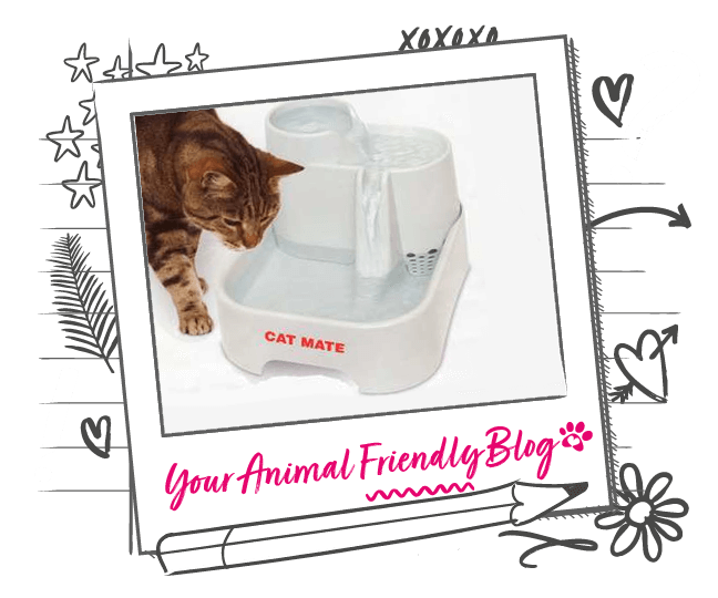 Product Review Cat Mate Pet Fountain Animal Friends