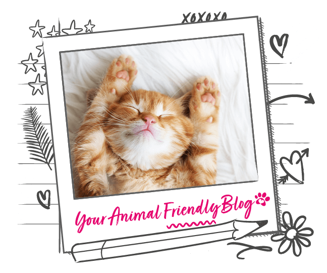 Is It Bad to Move a Cat While It Is Asleep? Animal Friends