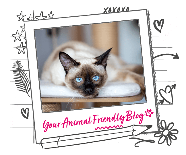What are the Most Vocal Cat Breeds? Animal Friends