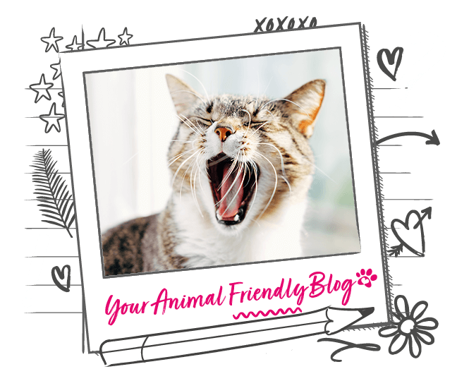 Why Does my Cat Keep Meowing? Animal Friends