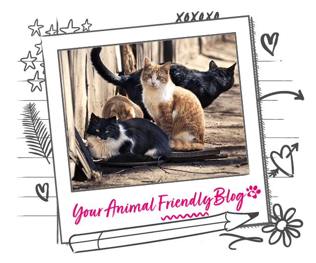 Myths & Misconceptions about Feral Cats Animal Friends
