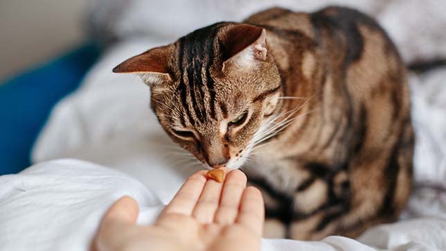 Using biscuits sparingly can help provide positive reinforcement for your behavioural training