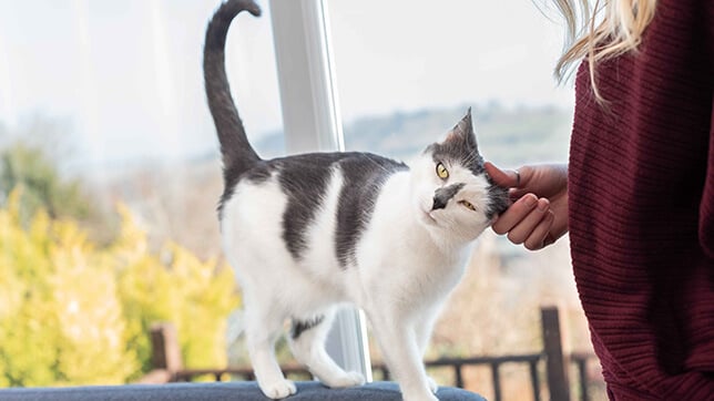 Cat rubbing his face on a person's hand