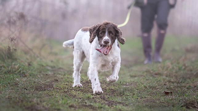 A dog on a walk