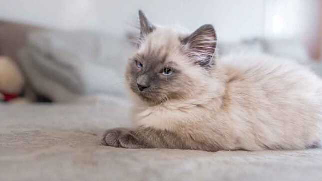 Cat with white fur