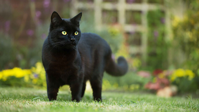 A picture of a black cat