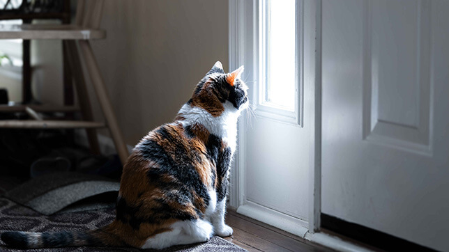 A cat looking out a window