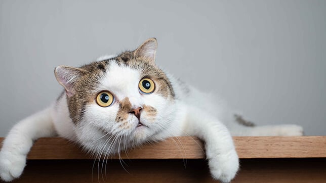 A picture of a cat on a table