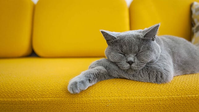 A grey cat sleeping on a yellow sofa