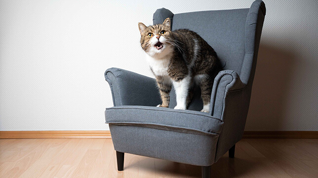 A cat on a chair meowing 