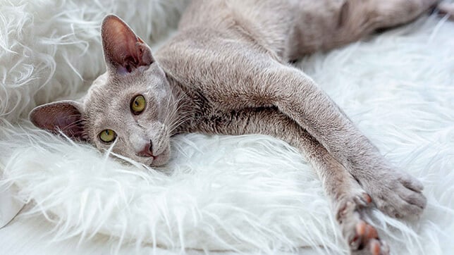 Oriental Shorthair cat