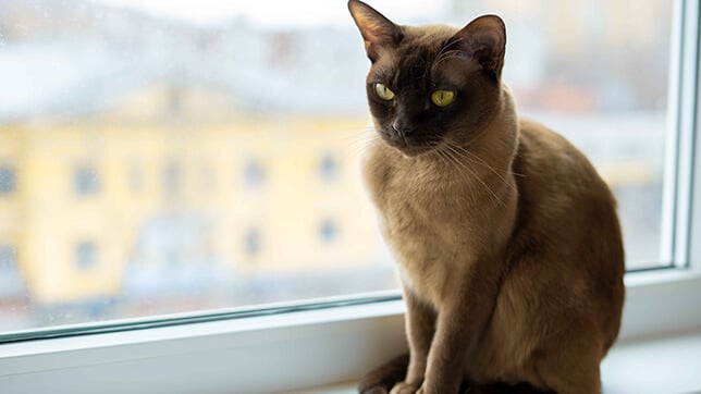 Burmese cat