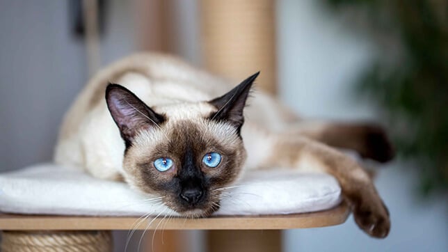 Siamese cat