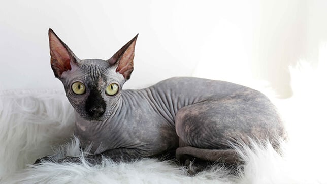 Sphynx cat