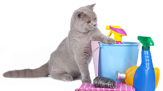 Protect your cat from poisons in the home