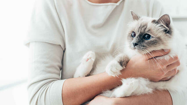 a cat being cuddled