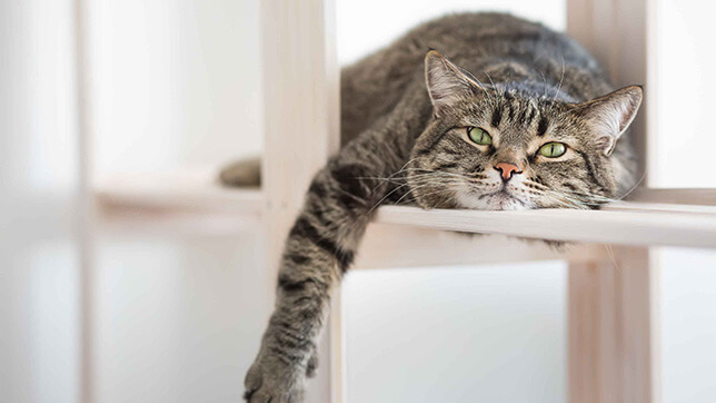 Cat laying on a chair