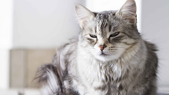 Understanding eye conditions in cats