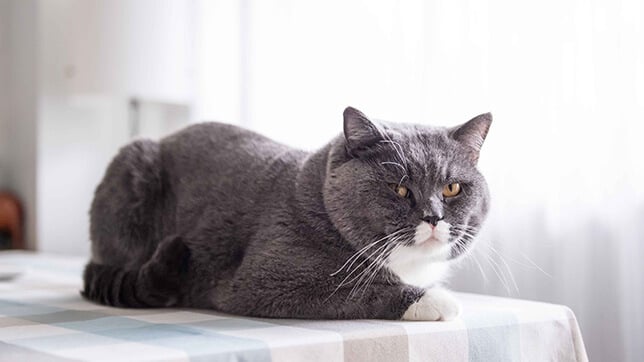 A cat sitting on a table looking at the camera