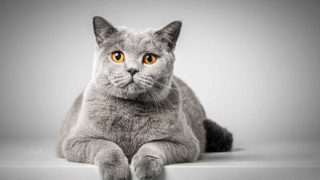 Cat with grey fur