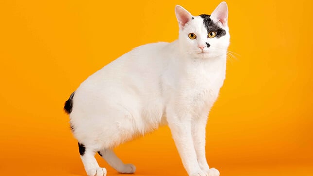 Japanese Bobtail cat