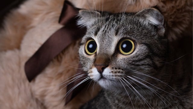 A cat stares intently at its subject
