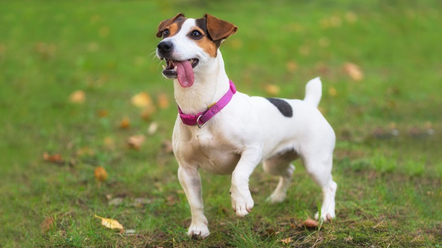 Jack Russells are very loyal