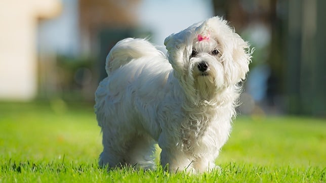 Maltese dogs don't shed fur