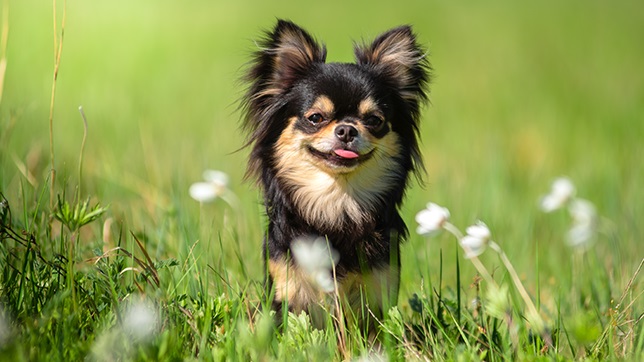 Chihuahua - loyal and affectionate