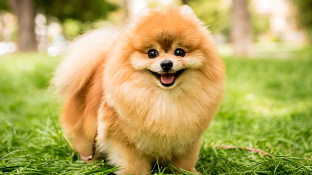 Pomeranian - gentle and get on well with children